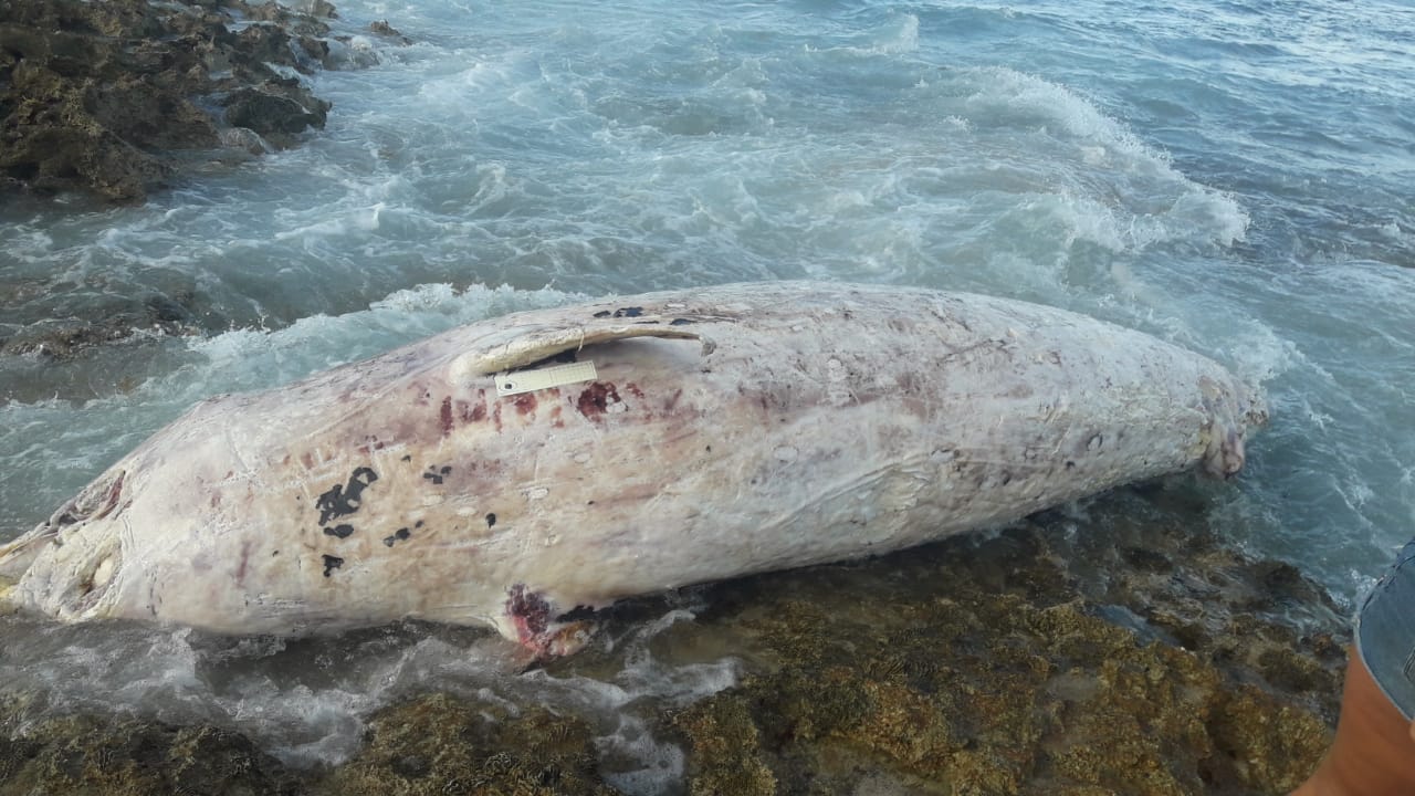 Le Cadavre D'une Baleine à Bec Retrouvé Au Moule